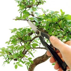 Okatsune Pine Needle Shears