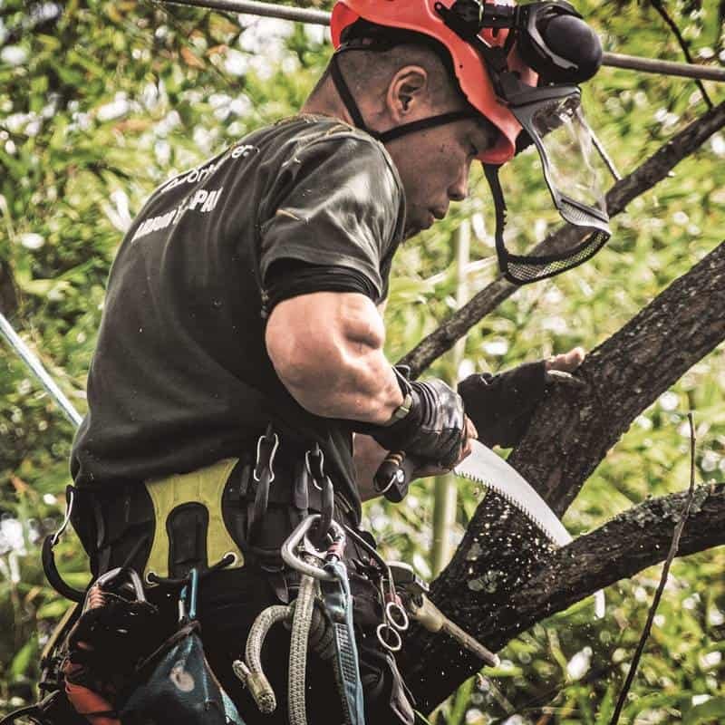 Silky Sugoi 36cm Arborist In Tree