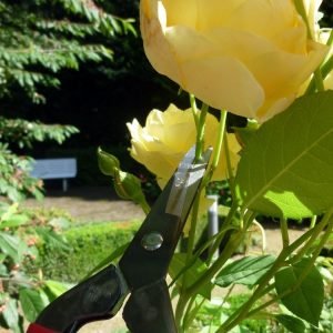 Snipping Rose Okatsune304 Snips