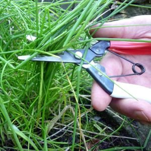 These Okatsunes are called Onion Shears 306