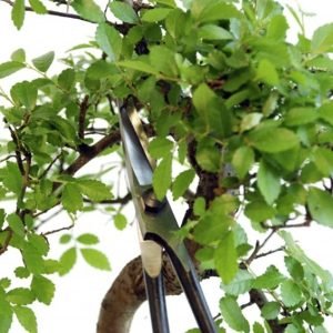 Using2 Okatsune Bonsai Precision Scissors 206