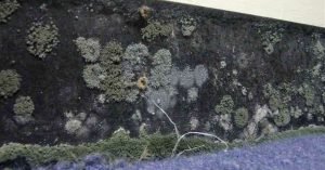 Mould Behind The Wall