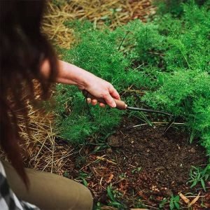 Barebones Japanese Weeding Hoe6