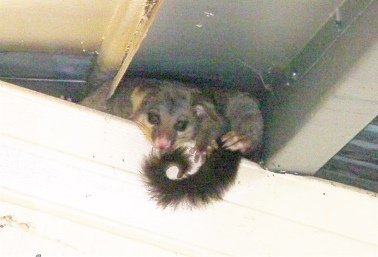 Mother Possum Has Claimed this roof