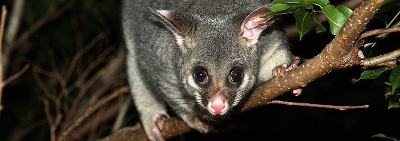 possum who gets in the roof in Melbourne