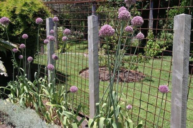 Elephant-garlics-in-flower-Organic-Gardener