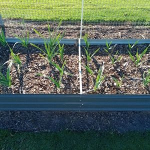 ElephantGarlicInWaterPlanted230411and230423