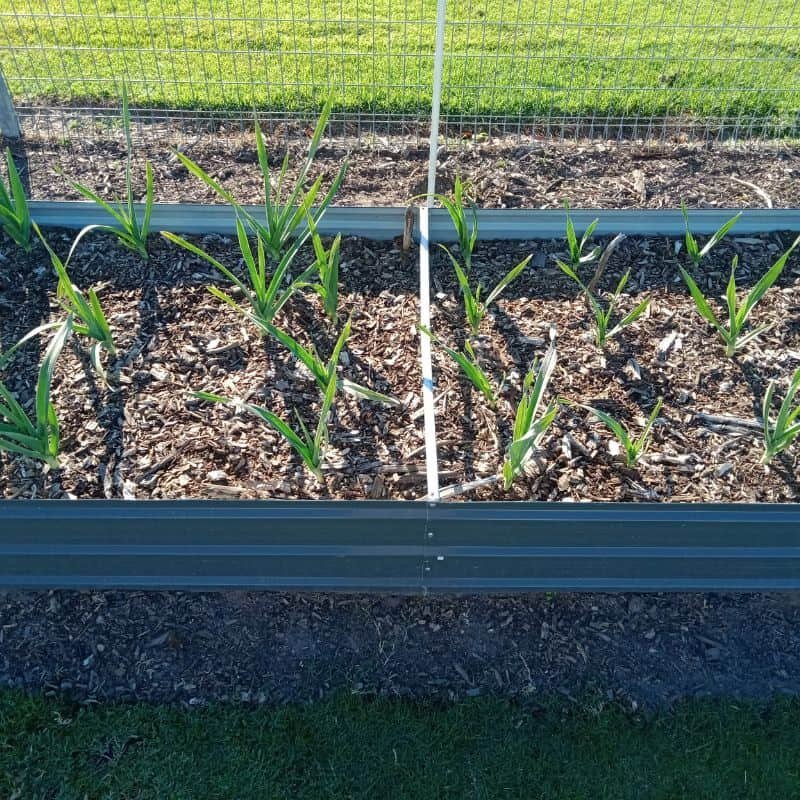 ElephantGarlicInWaterPlanted230411and230423