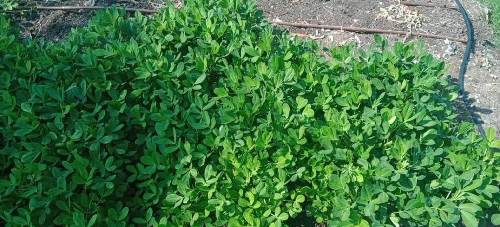 Peanuts Growing Featured Image