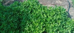 Peanuts Growing Featured Image