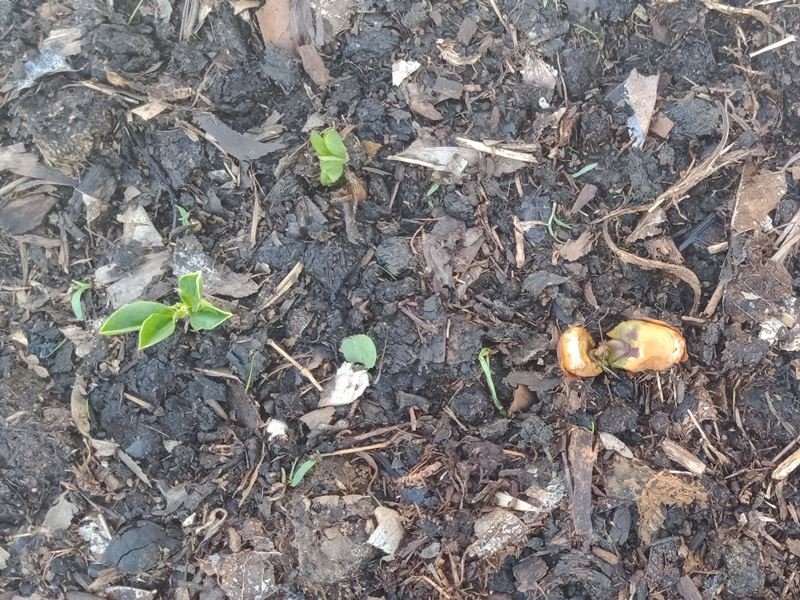 Peanuts Splitting and Sprouting