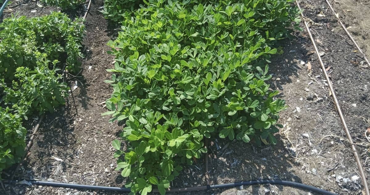 Peanuts as Cover Crop