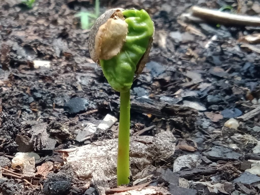 Arabica coffee bean bursting out of the seed