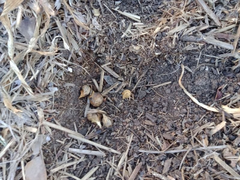 Dig for Elephant Garlic