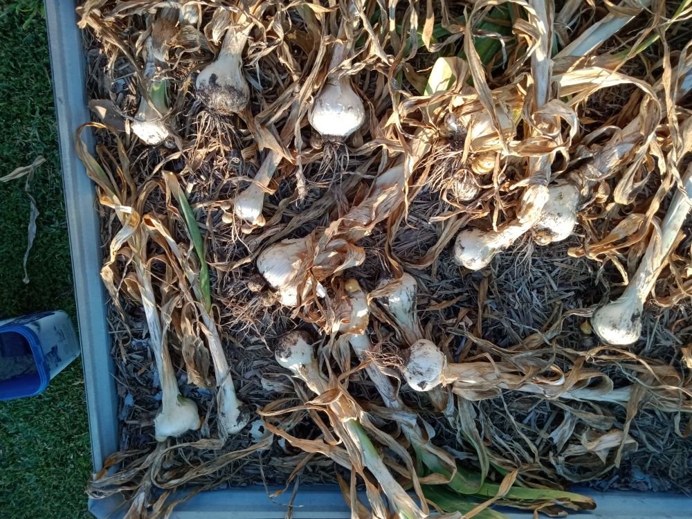 Elephant Garlic just pulled