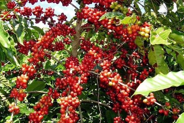 coffee beans close to harvest